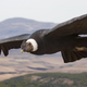 An Andean condor.